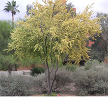 Acacia Rigidula