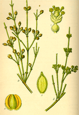 Ephedra plant