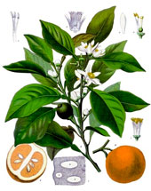 Bitter Orange (Citrus aurantium)